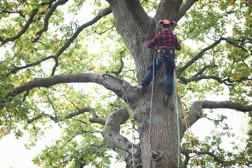  web-design-agency for  tree care companies