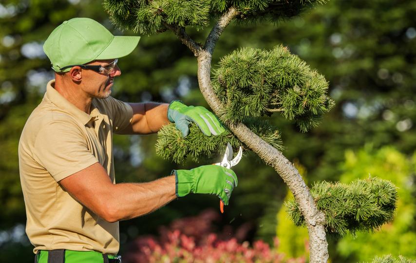  web-design-agency for  tree care contractors