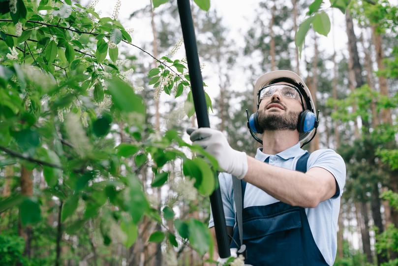 top web-design-agency for  tree care companies